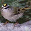 Golden-crowned Kinglet